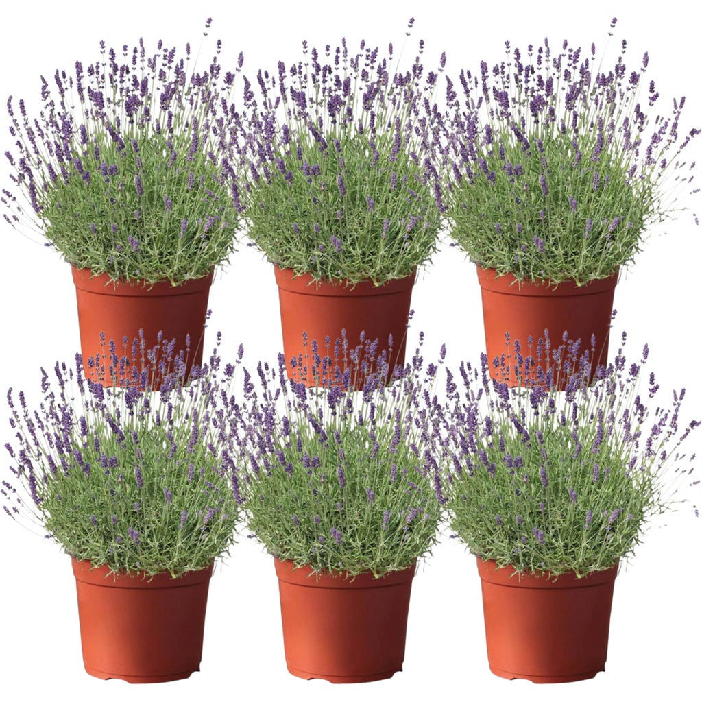 welchen natürlichen dünger für erdbeeren Erdbeerdünger main image 1