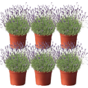 Lavendel, Topf Ø 12 cm - 6er Set