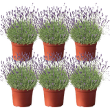 bloomling Lavendel, Topf Ø 12 cm - 6er Set