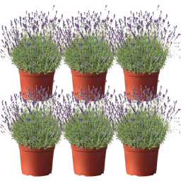 bloomling Lavendel, Topf Ø 12 cm - 6er Set - 1 Set
