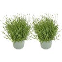 bloomling Lavendel 'Hidcote' blauviolett - 2er Set - 1 Set