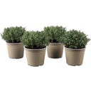 Thymian 'Faustini' - Sunny Herbs® - 4er Set - 1 Set