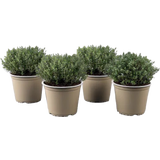 Thymian 'Faustini' - Sunny Herbs® - 4er Set