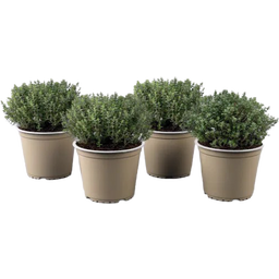 Thymian 'Faustini' - Sunny Herbs® - 4er Set - 1 Set