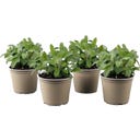 Salbei kleinblättrig - Sunny Herbs® - 4er Set - 1 Set