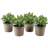 Salbei kleinblättrig - Sunny Herbs® - 4er Set