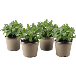 Salbei kleinblättrig - Sunny Herbs® - 4er Set - 1 Set
