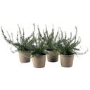 Rosmarin Busch hängend - Sunny Herbs® - 4er Set - 1 Set