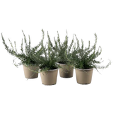 Rosmarin Busch hängend - Sunny Herbs® - 4er Set