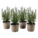 bloomling Rosmarin Busch - Sunny Herbs® - 4er Set - 1 Set