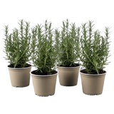 bloomling Rosmarin Busch - Sunny Herbs® - 4er Set