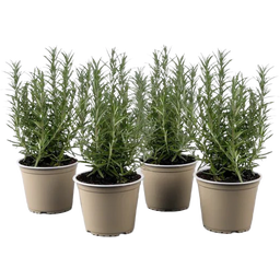 bloomling Rosmarin Busch - Sunny Herbs® - 4er Set - 1 Set