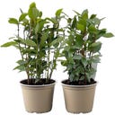 bloomling Lorbeer Sunny Herbs® - 2er Set - 1 Set