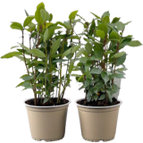 bloomling Lorbeer Sunny Herbs® - 2er Set