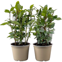 bloomling Lorbeer Sunny Herbs® - 2er Set - 1 Set