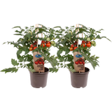 Naschtomaten-Pflanzen 'Snacker' - 2er Set