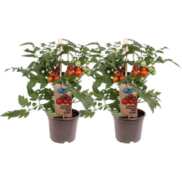 Naschtomaten-Pflanzen 'Snacker' - 2er Set - 1 Set