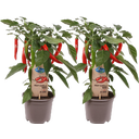 bloomling Chilipflanzen 'Hot Chili Red' - 2er Set - 1 Set