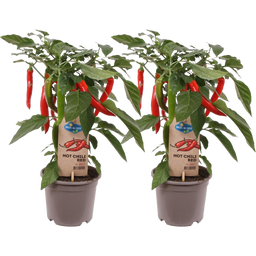 bloomling Chilipflanzen 'Hot Chili Red' - 2er Set - 1 Set