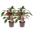 Blockpaprika-Pflanzen 'Red Pepper' - 2er Set