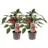 Blockpaprika-Pflanzen 'Red Pepper' - 2er Set