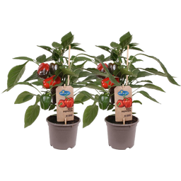 Blockpaprika-Pflanzen 'Red Pepper' - 2er Set - 1 Set