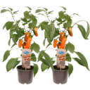 Snack-Paprikapflanzen 'Snack Pepper Orange' - 2er Set - 1 Set