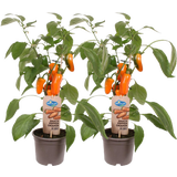Snack-Paprikapflanzen 'Snack Pepper Orange' - 2er Set