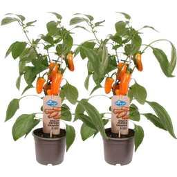 Snack-Paprikapflanzen 'Snack Pepper Orange' - 2er Set - 1 Set