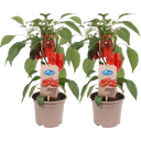 Snack-Paprikapflanzen 'Snack Pepper Red' - 2er Set - 1 Set