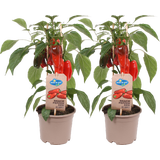 Snack-Paprikapflanzen 'Snack Pepper Red' - 2er Set