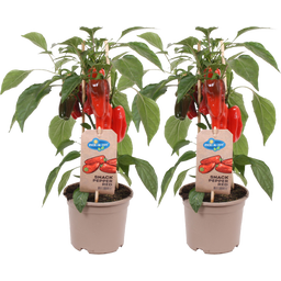 Snack-Paprikapflanzen 'Snack Pepper Red' - 2er Set - 1 Set