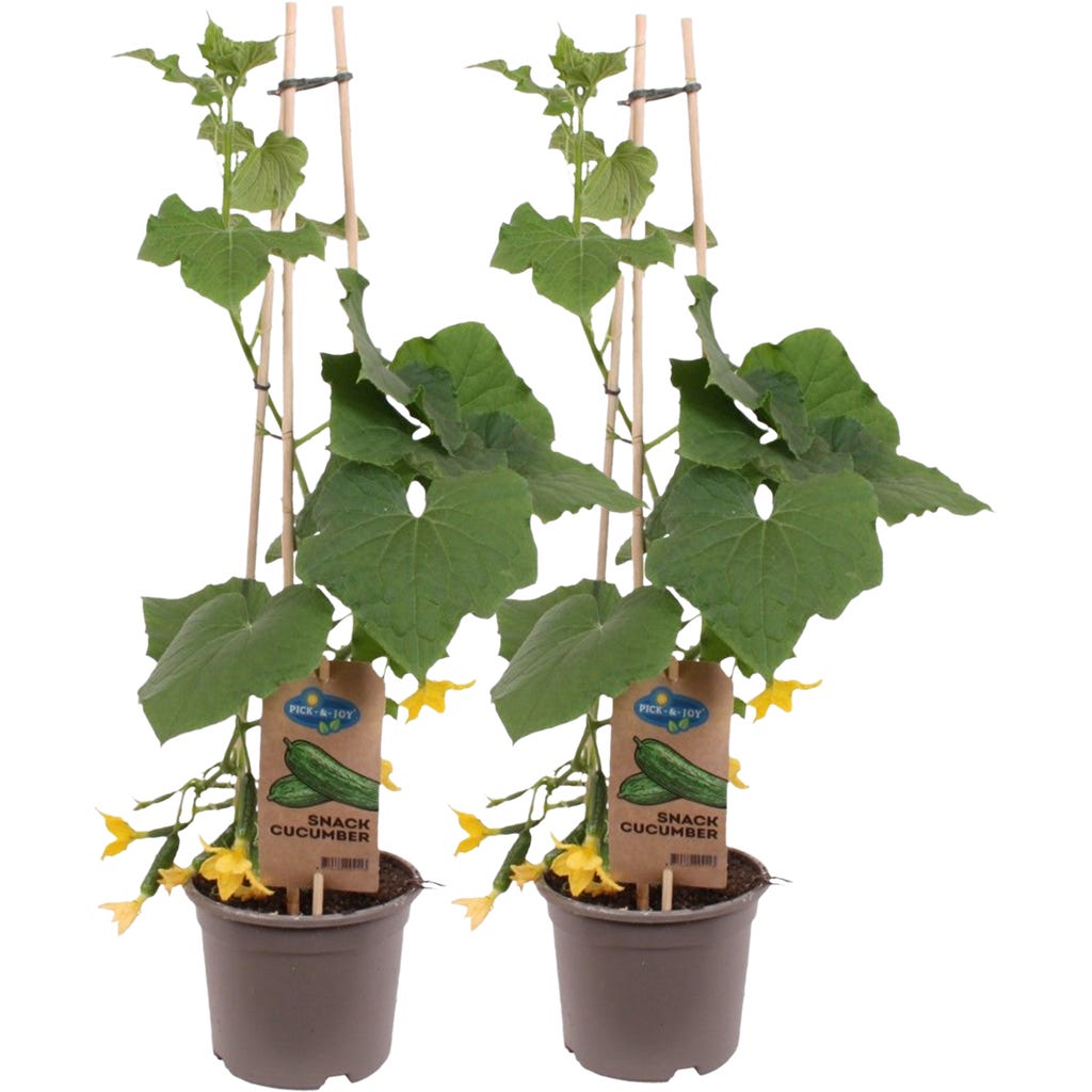 tall trellis planter Natural Cedar Raised Planter Box with U-Trellis main image 0