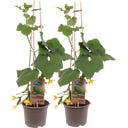 Snack-Gurkenpflanzen 'Pyramide' - 2er Set - 1 Set