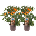 Tomatenpflanzen 'Cherry Tomato Orange' - 2er Set - 1 Set