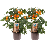 Tomatenpflanzen 'Cherry Tomato Orange' - 2er Set