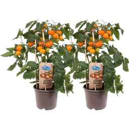 Tomatenpflanzen 'Cherry Tomato Orange' - 2er Set - 1 Set