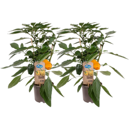 Blockpaprika Pflanzen 'Yellow Pepper' - 2er Set - 1 Set
