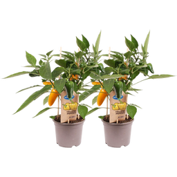 Snack Paprikaplanten 'Snack Pepper Yellow' - Set van 2 - 1 Set