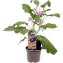 bloomling Auberginenpflanzen 'Aubergine' - 2er Set - 1 Set