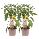 Chilipflanzen 'Hot Yellow', scharf - 2er Set - 1 Set