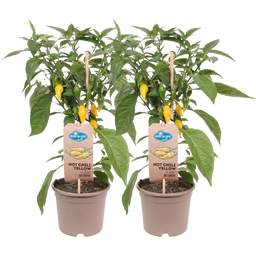 Chilipflanzen 'Hot Yellow', scharf - 2er Set - 1 Set