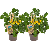 Tomatenpflanzen 'Cherry Yellow' - 2er Set