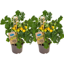 Tomatenpflanzen 'Cherry Yellow' - 2er Set - 1 Set
