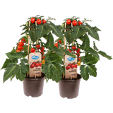 bloomling Tomatenpflanzen 'Plum Red' - 2er Set