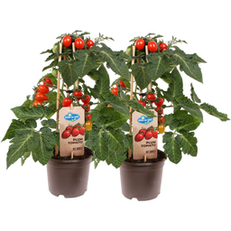 bloomling Tomatenpflanzen 'Plum Red' - 2er Set - 1 Set