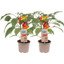 bloomling Chillipflanzen 'Mild Chili' - 2er Set - 1 Set