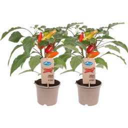 bloomling Chillipflanzen 'Mild Chili' - 2er Set - 1 Set
