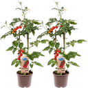 bloomling Tomatenpflanzen 'Candytom Red' - 2er Set - 1 Set