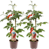 bloomling Tomatenpflanzen 'Candytom Red' - 2er Set